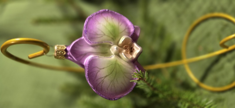 цветок орхидея