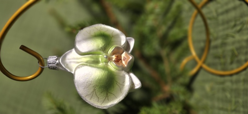 цветок орхидея